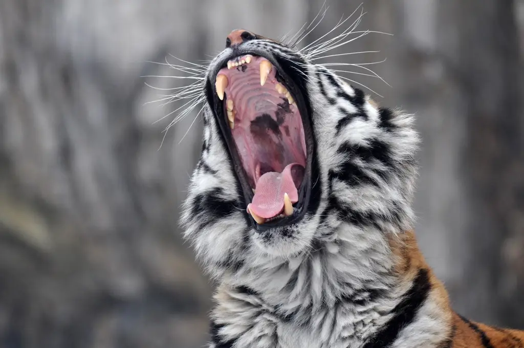 Harimau mengaum di hutan rimba.