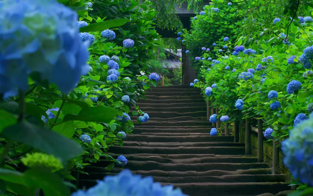 Taman Jepang dengan bunga biru