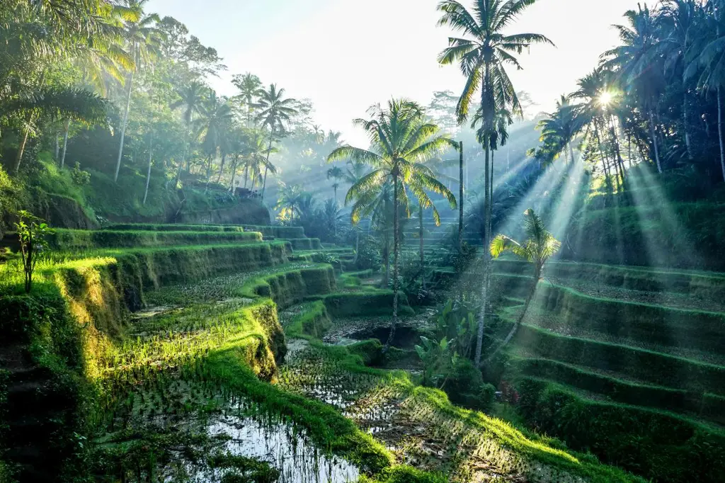 Pemandangan drama Indonesia