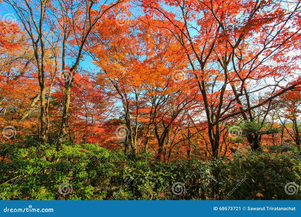 Pemandangan hutan Jepang yang indah