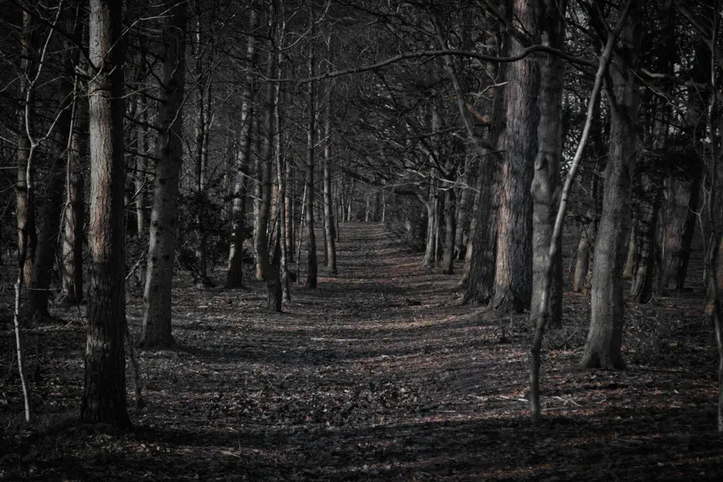 Gambar hutan menyeramkan di malam hari