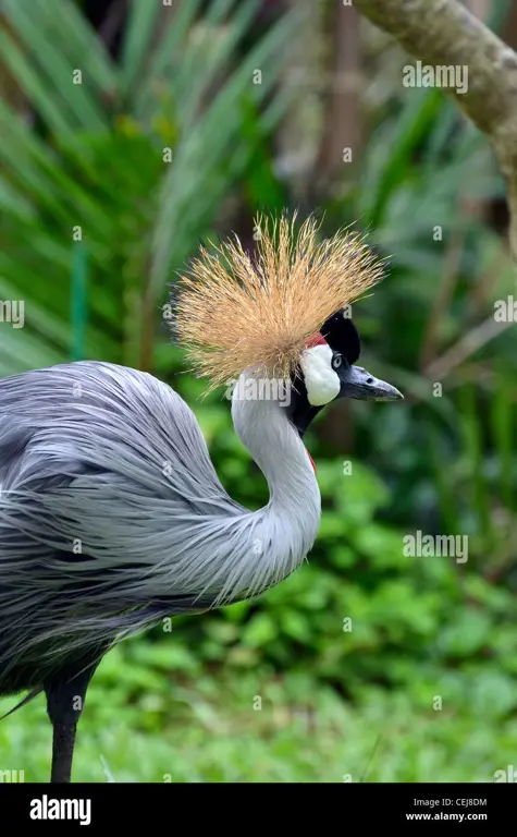 Lomba burung kicau di Indonesia