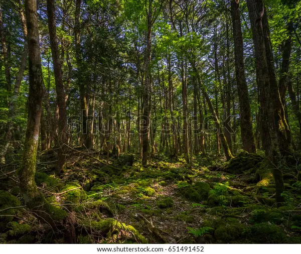 Gambar hutan misterius di Jepang