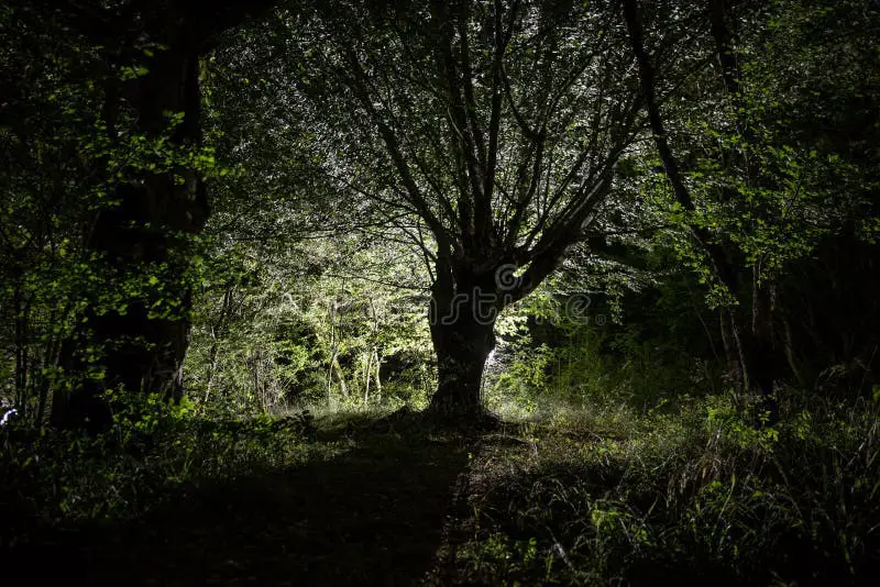 Suasana hutan gelap di malam hari