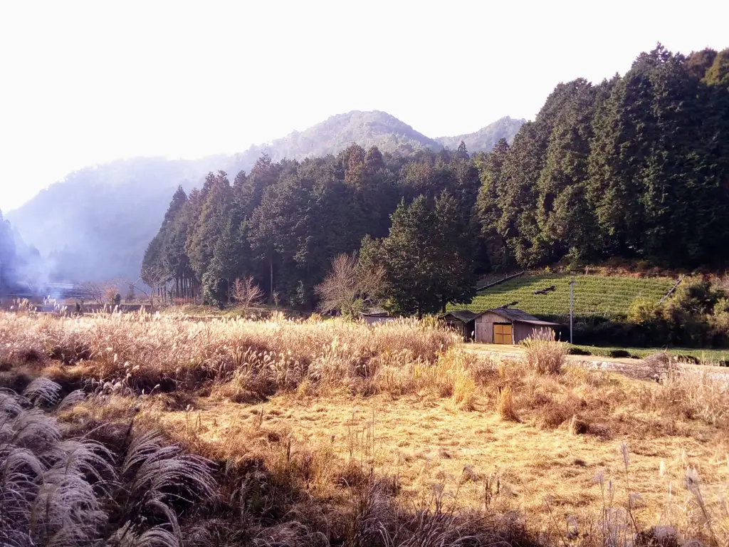 Pemandangan pedesaan Jepang yang tenang dan damai