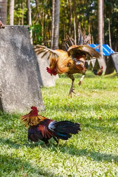 Kompetisi sabung ayam yang menegangkan