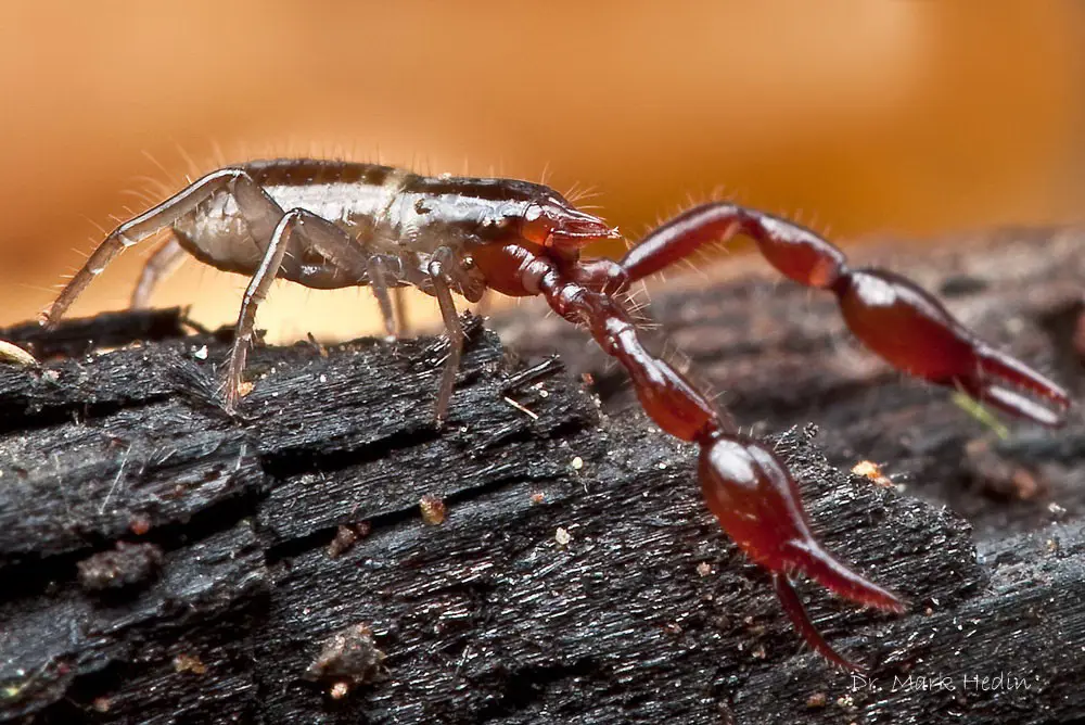 Perbandingan Kalajengking dan Pseudoscorpion