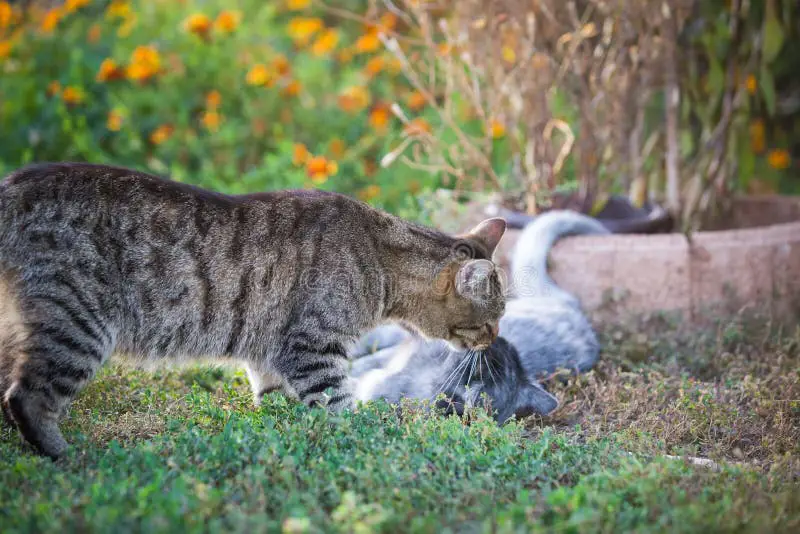 Kucing bermain di taman yang bebas gulma