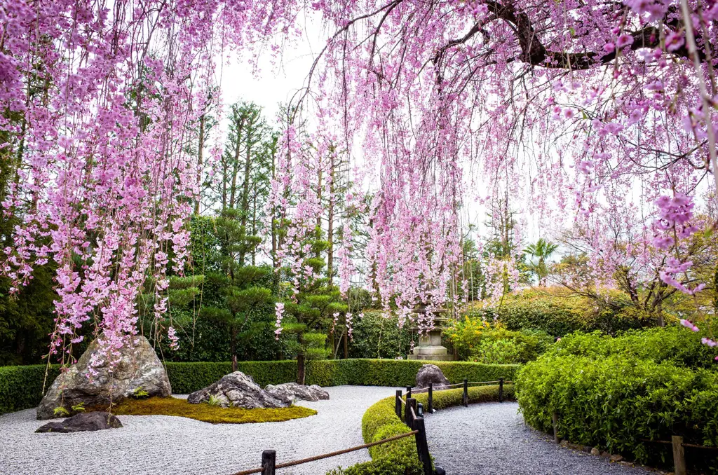 Gambar taman Jepang dengan bunga yang sedang mekar