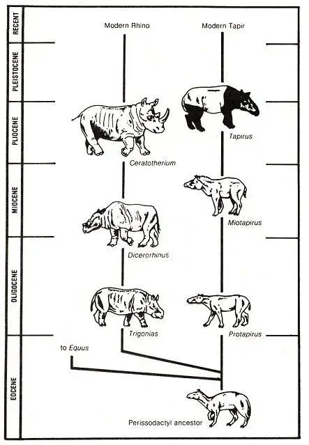 Seekor tapir di habitat aslinya.