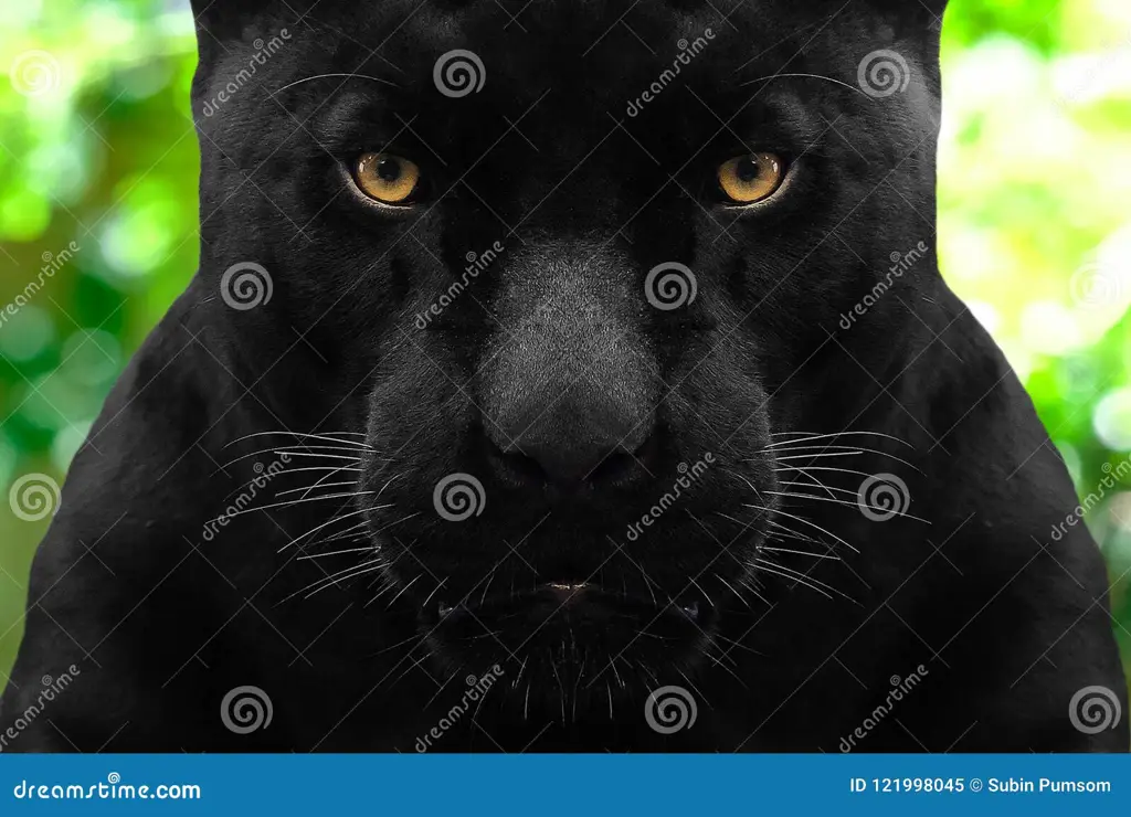 Close Up Mata Black Panther