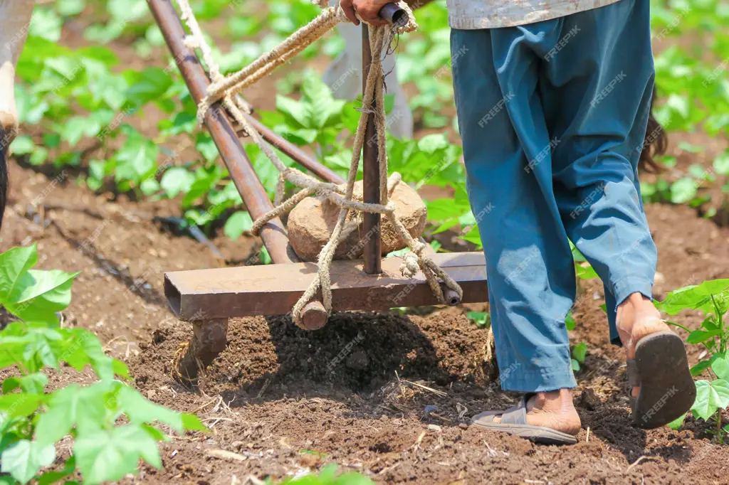 Petani menggunakan teknik pertanian tradisional