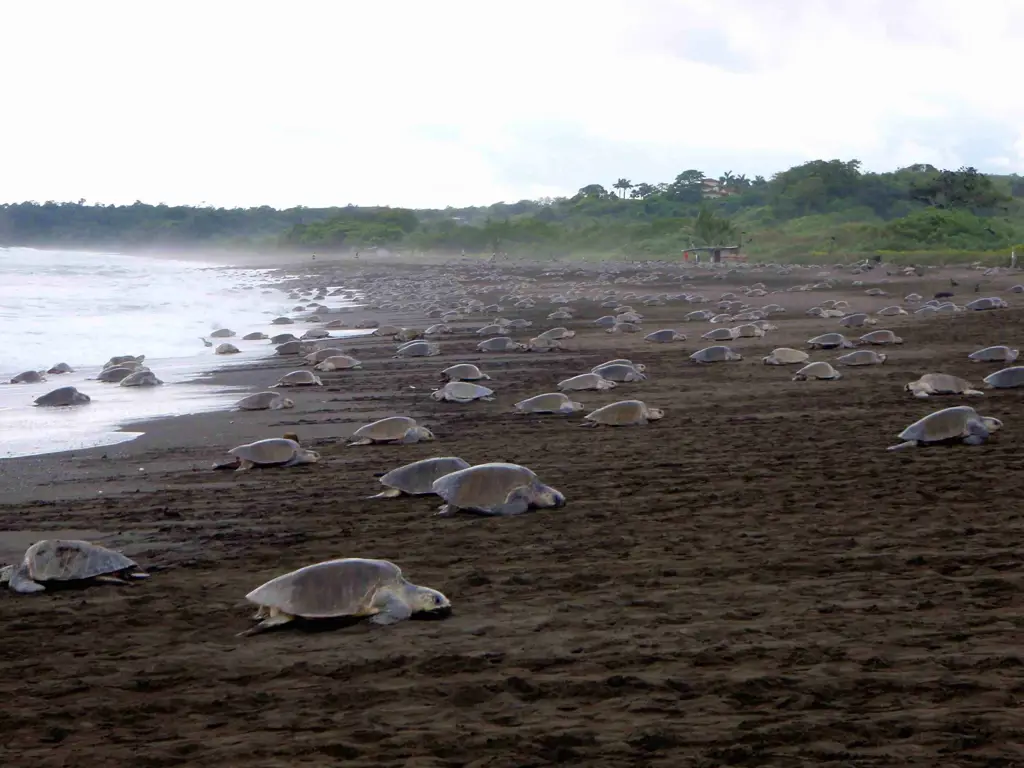 Telur penyu di pantai