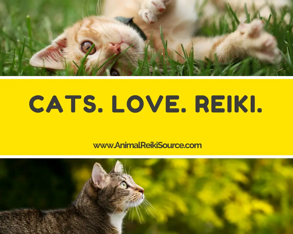 Kucing sedang menerima terapi Reiki