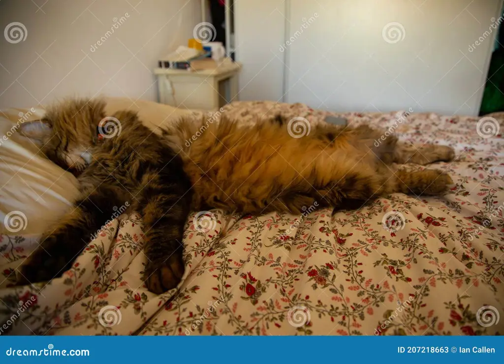 Gambar kucing tidur dengan posisi aneh dan lucu