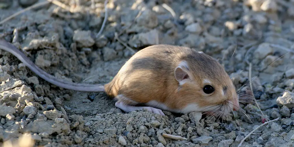 Tikus kanguru