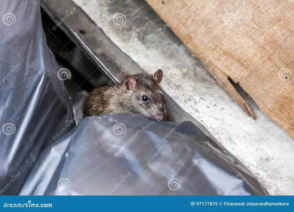 Tikus di tempat sampah