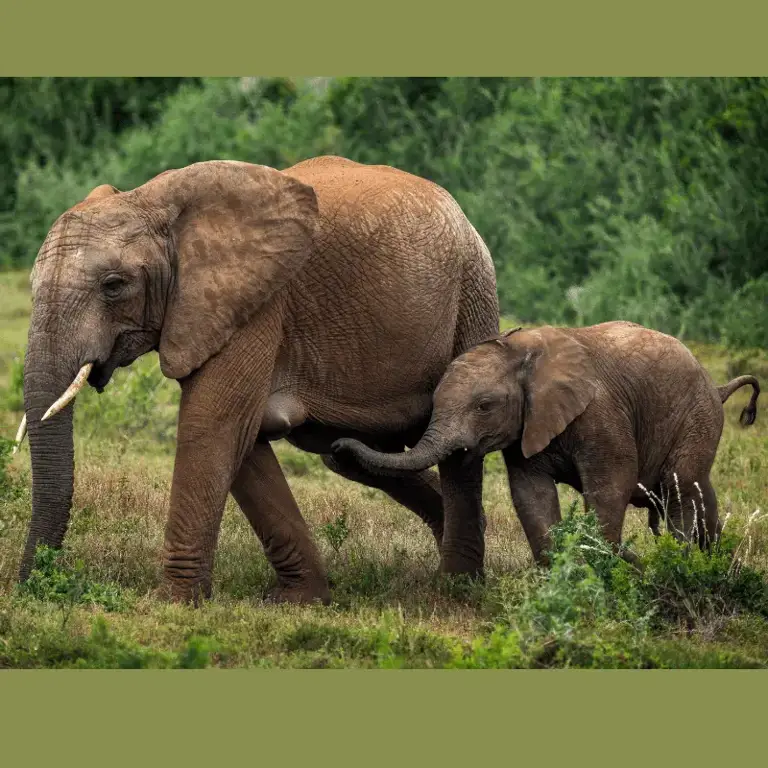 Seekor gajah melahirkan anaknya