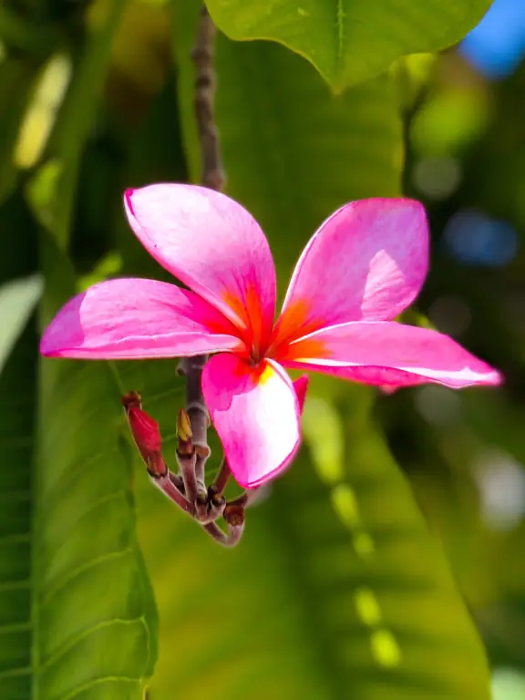 Cara memangkas bunga kamboja pink untuk pertumbuhan yang optimal