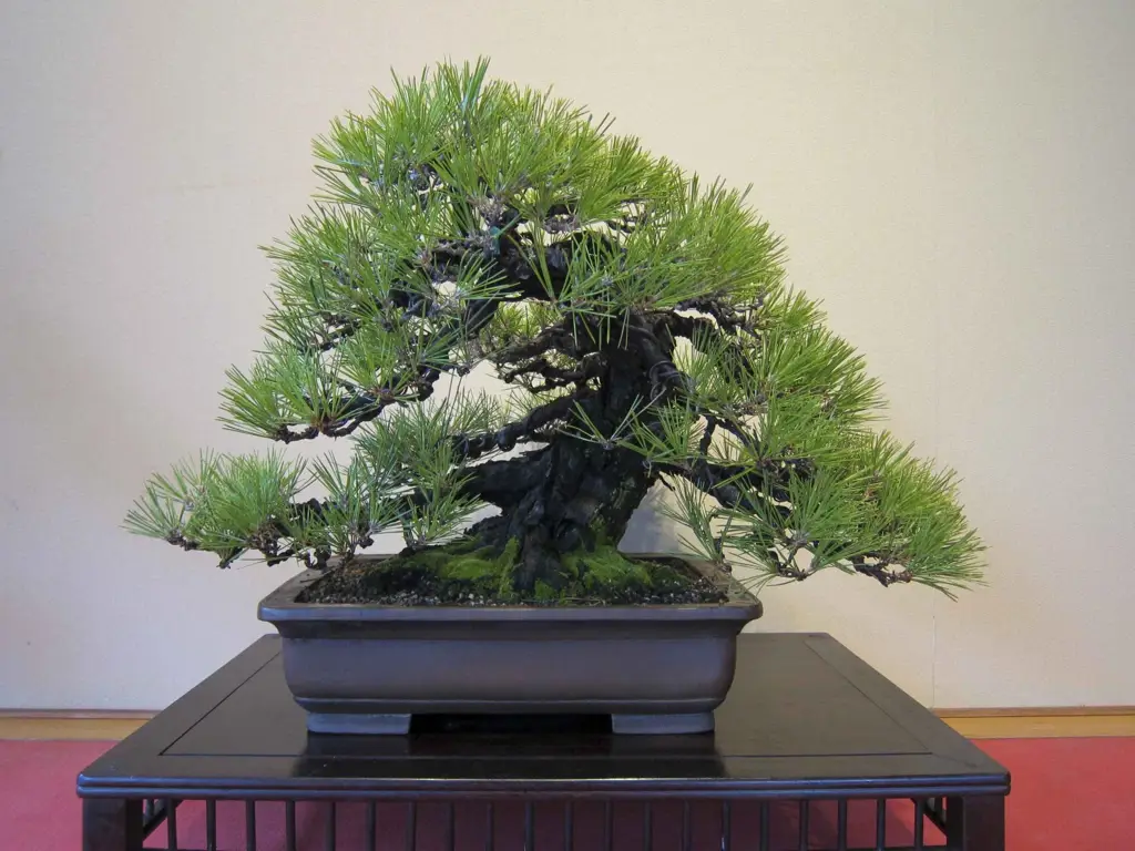 Perawatan pohon bonsai Kamboja Jepang