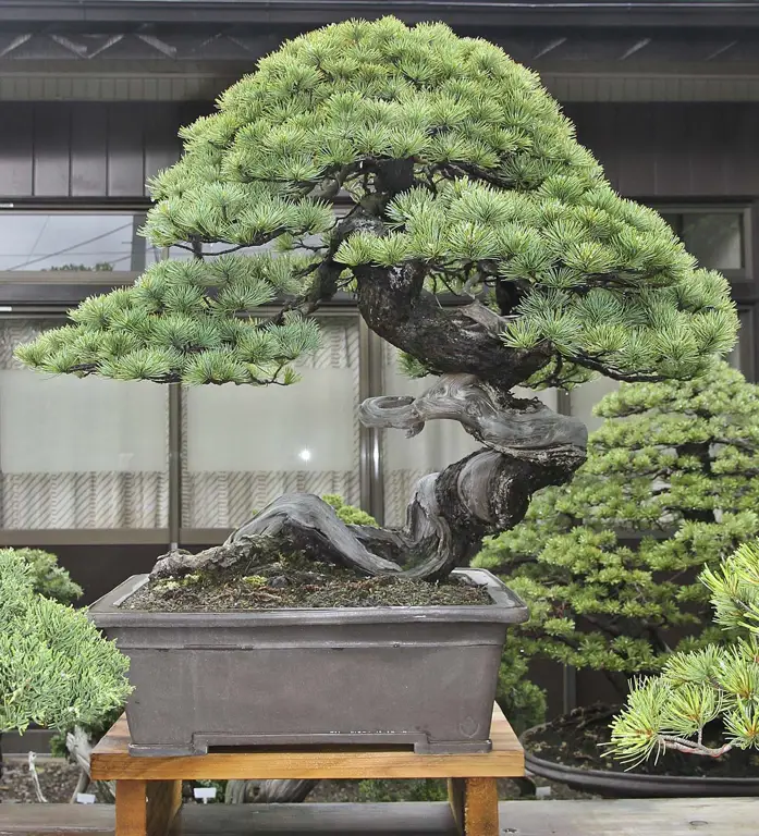 Cara Merawat Bonsai Kamboja Jepang