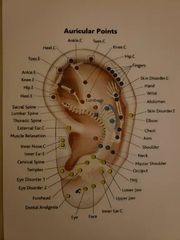 Diagram titik-titik akupuntur