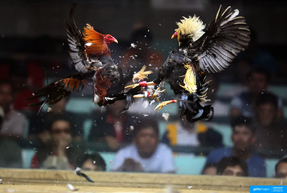 Pertandingan sabung ayam di Asia