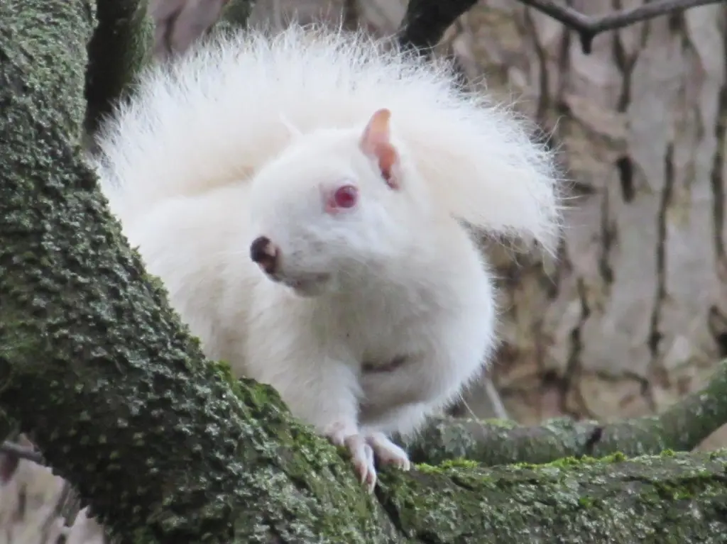 Tupai albino yang unik