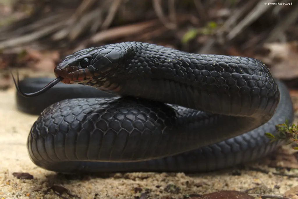 Seekor ular di habitat aslinya