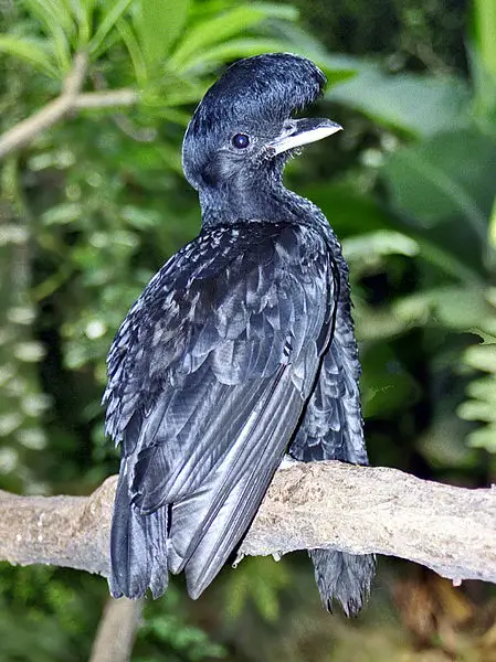 Seekor Umbrellabird dengan jambulnya yang unik