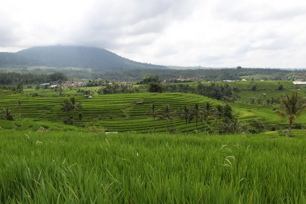 Gambar upacara kesuburan di sawah padi Indonesia