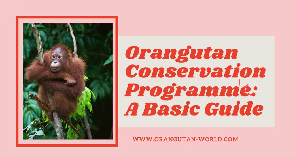 Konservasi Orangutan