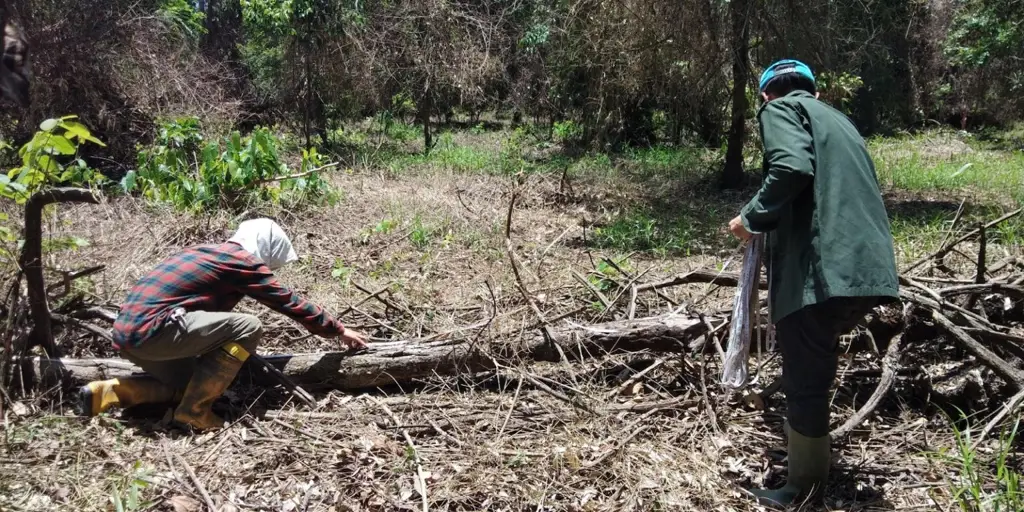 Upaya konservasi hutan hujan