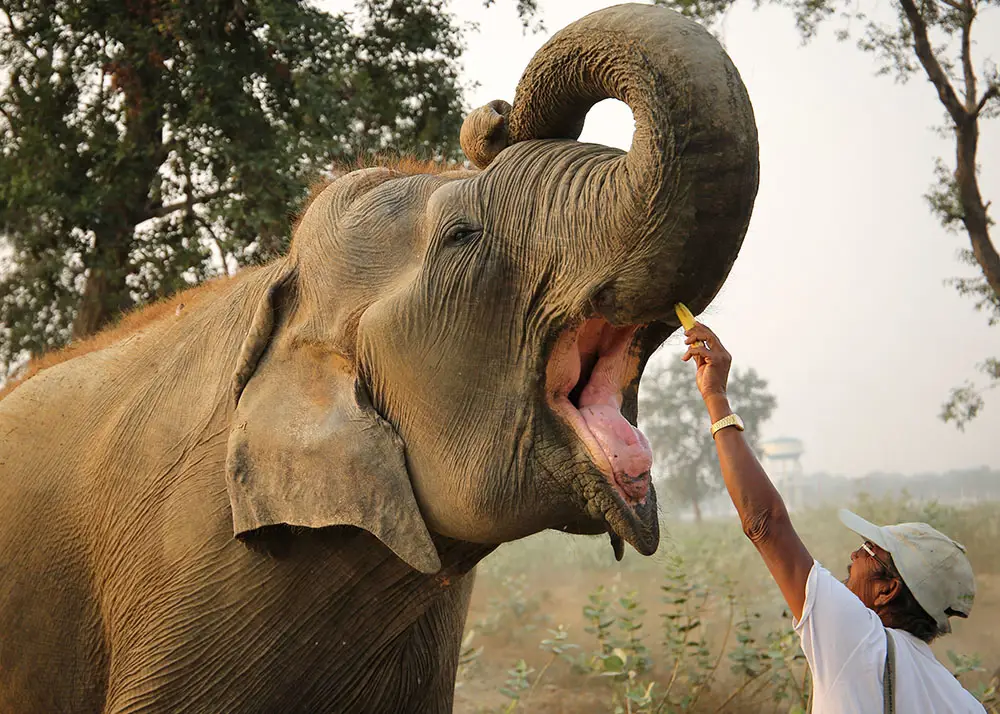 Konservasi gajah