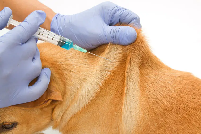 Anjing sedang divaksinasi oleh dokter hewan