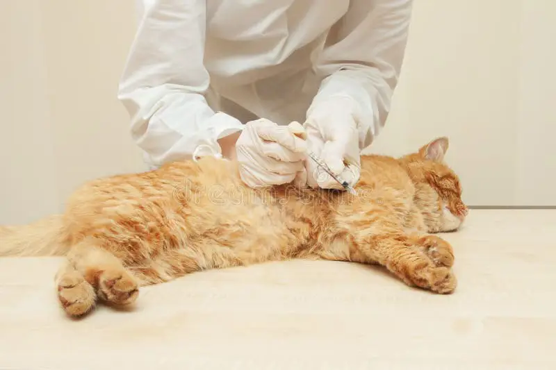 Dokter hewan memberikan suntikan kepada kucing