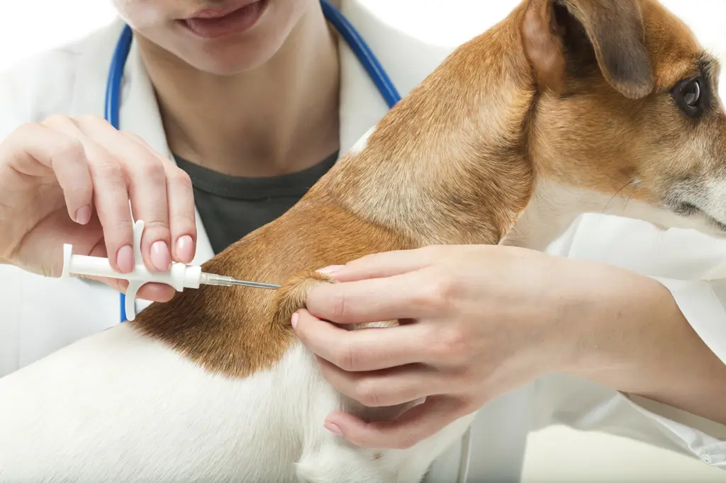 Proses vaksinasi anjing di klinik