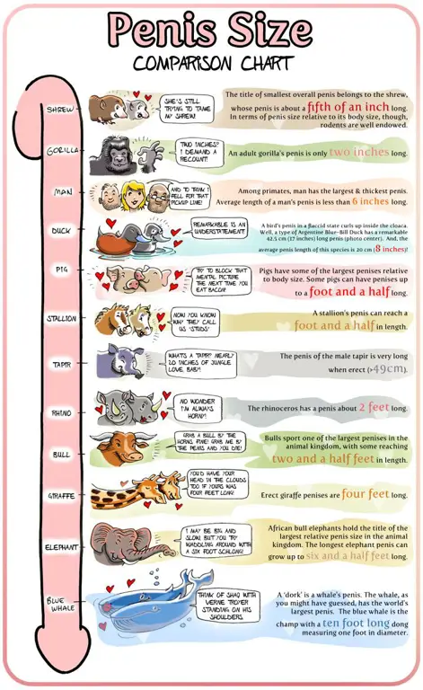 Variasi Gaya Penggambaran Berbagai gaya penggambaran penis dalam anime