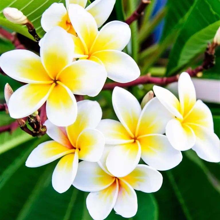 Berbagai jenis bunga kamboja dengan warna yang berbeda