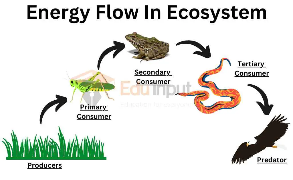 Diagram aliran energi dalam tubuh manusia