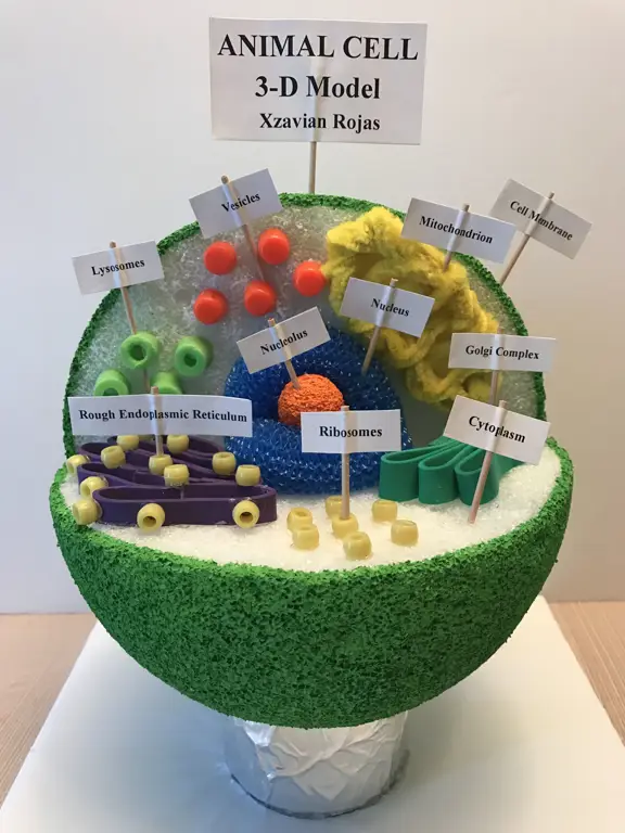 Model 3D sel yang menunjukkan organel-organelnya