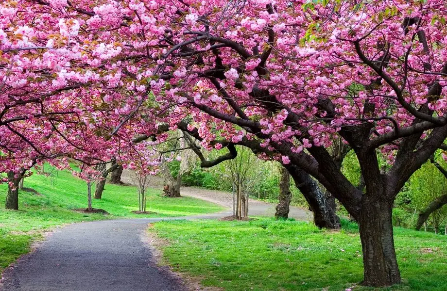 Gambar pemandangan alam anime dengan pohon sakura