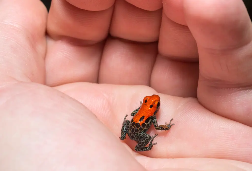 Katak Panah Beracun dengan warna yang mencolok