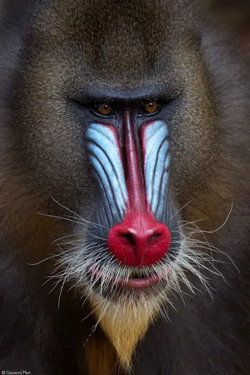 Monyet Mandrill dengan warna-warna cerah di wajahnya