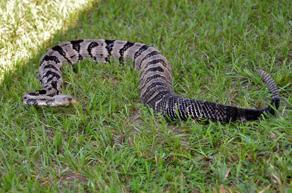 Berbagai jenis ular berbisa Florida.