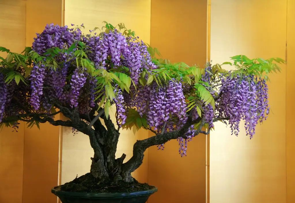 Wisteria yang tumbuh subur di teralis di Indonesia