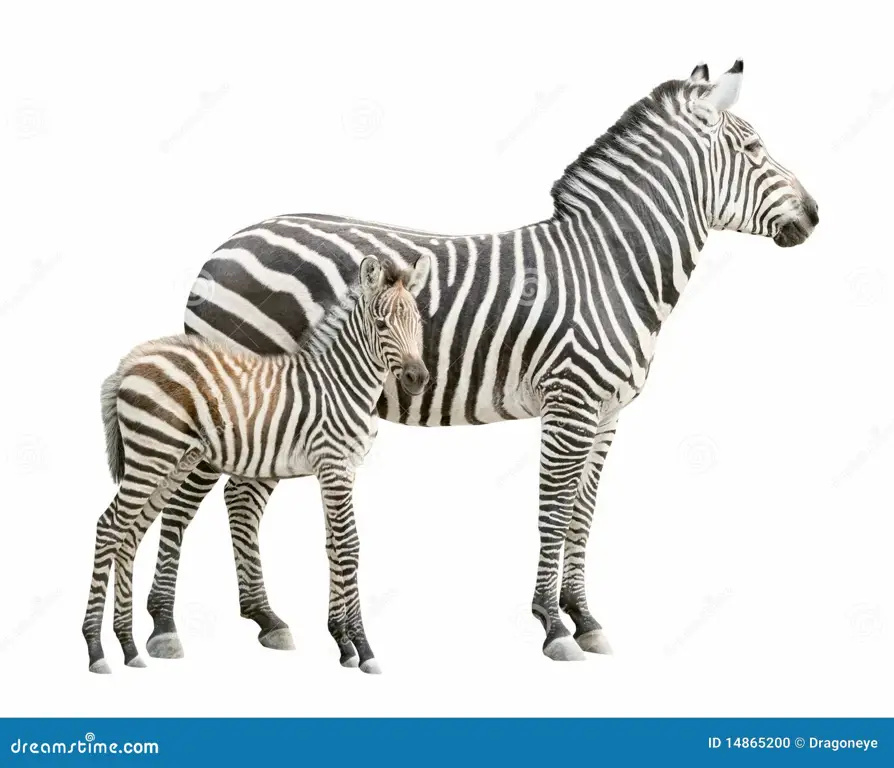 Zebra dan anaknya