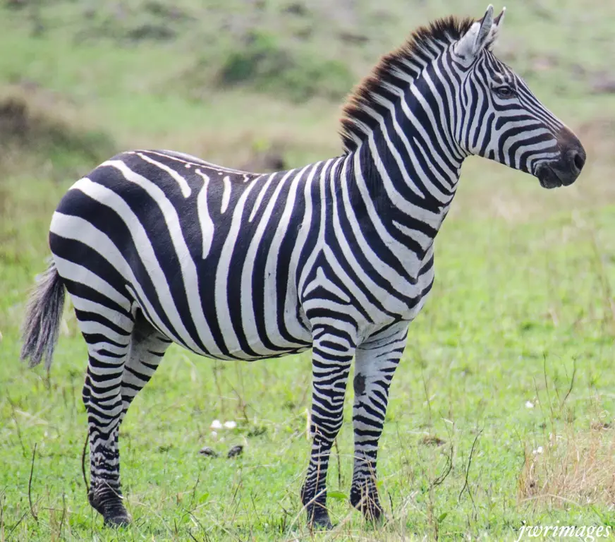 Zebra di padang rumput