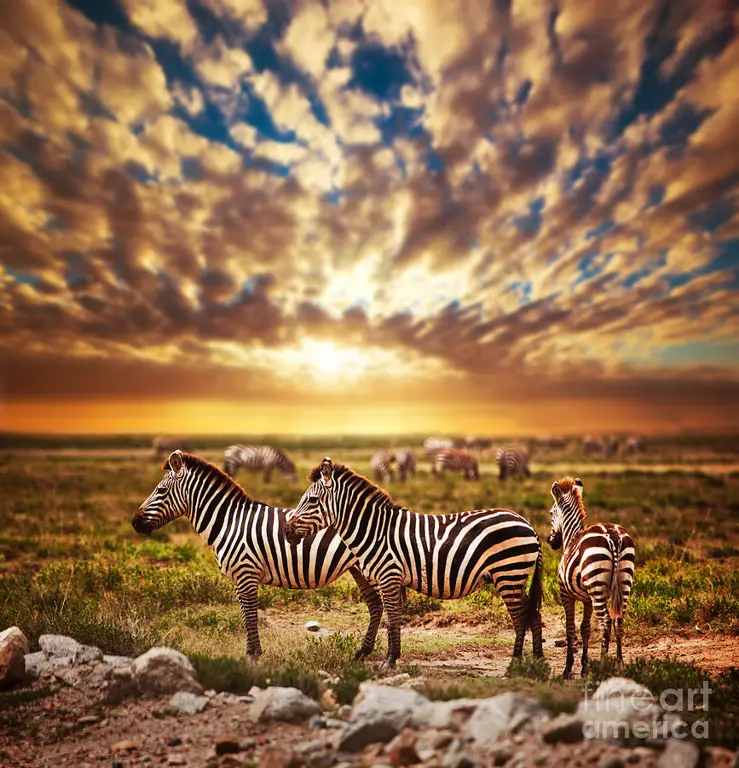 Zebra di Afrika