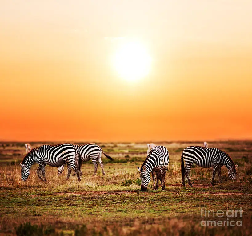 Kawanan Zebra di Padang Rumput Afrika